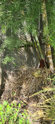 Common Tree Snake sighting