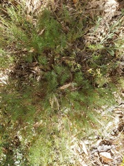 Galium andrewsii