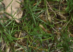 Galium andrewsii