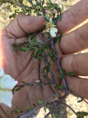 Lindleya mespiloides