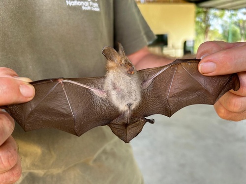 Hairy Slit-faced Bat