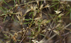 Galium andrewsii