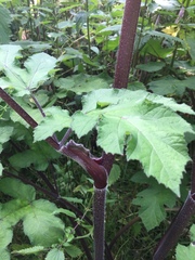 Heracleum mantegazzianum