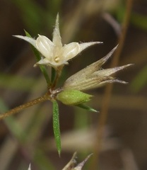 Galium andrewsii