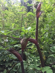 Heracleum mantegazzianum