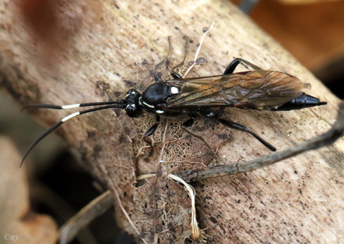 Coelichneumon bohemani