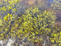 Fucus spiralis