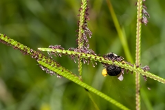 Bombus impatiens image