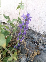 Salvia pratensis