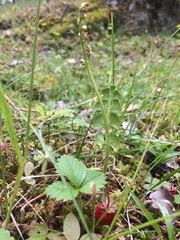 Botrychium lunaria image