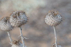 Cirsium occidentale