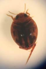 Desmopachria seminola