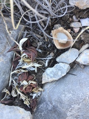 Callisia navicularis