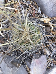 Echinofossulocactus lloydii