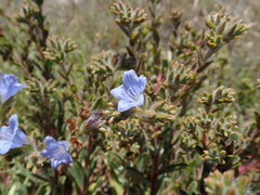 Lobostemon trigonus
