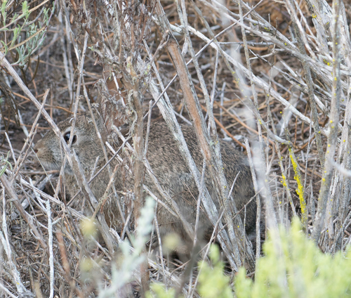 Lagomorpha