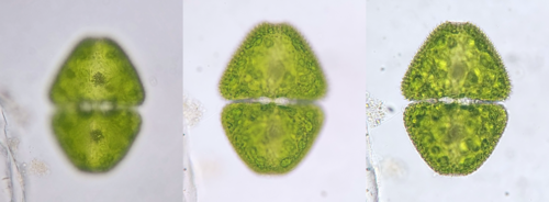 Cosmarium denticulatum