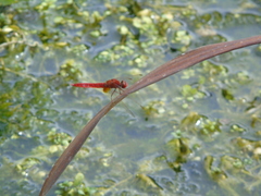 Crocothemis erythraea