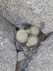 Escobaria organensis