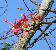 Ceiba lupuna