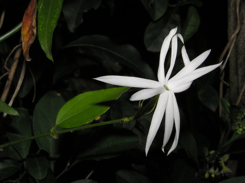 Jasminum nervosum iNat (1)
