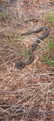 Coastal Carpet Python sighting