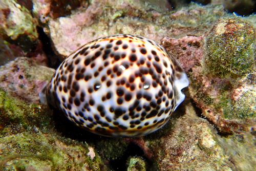 Cypraea tigris observed 2024-10-25