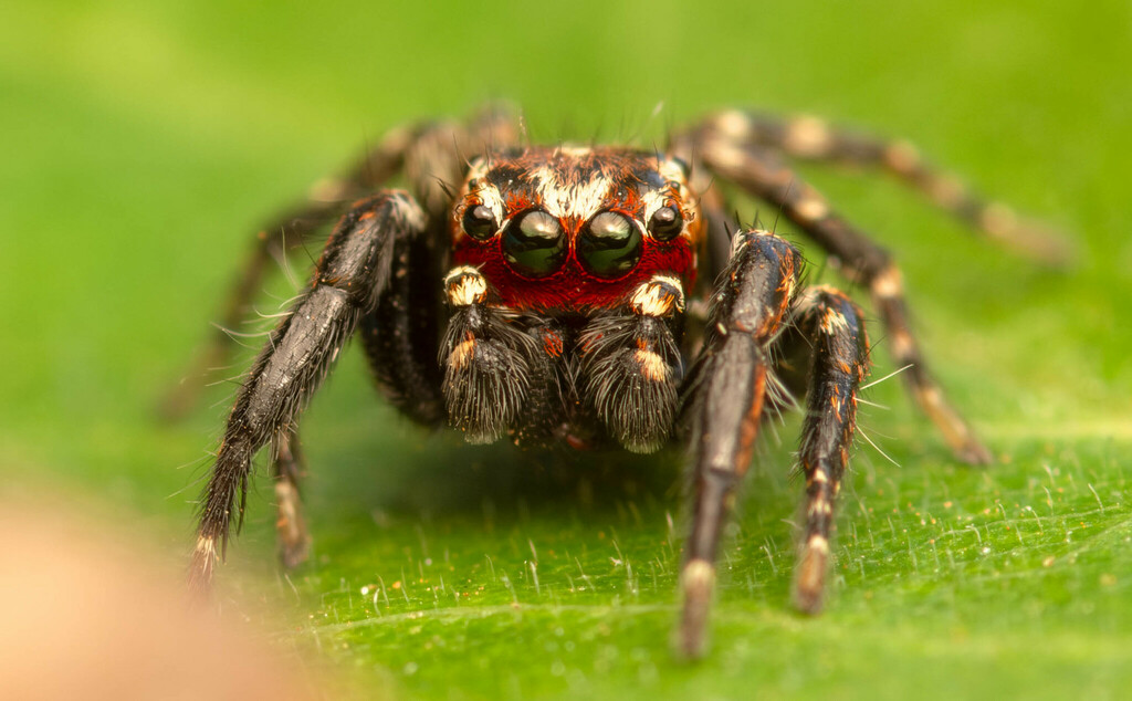 Common Evarcha Jumping Spider