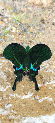 Paris Peacock Swallowtail photo 4