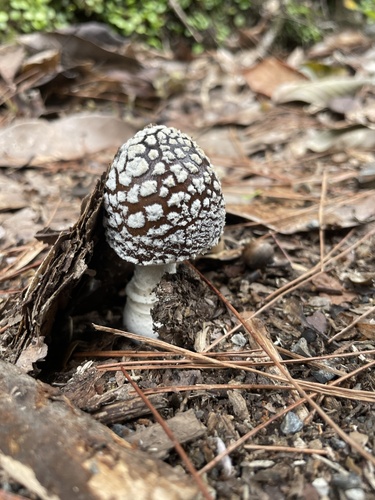 Amanita pantherina
