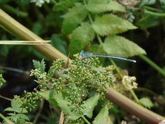 Platycnemis pennipes