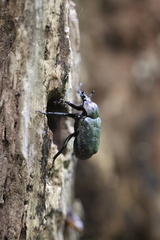 Osmoderma scabra
