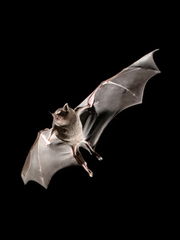 Lesser Long-Nosed Bat photo 2