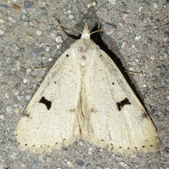 Scolecocampa atriluna