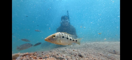 Fossorochromis rostratus
