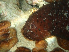 Holothuria sanctori