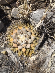 Ariocarpus retusus retusus