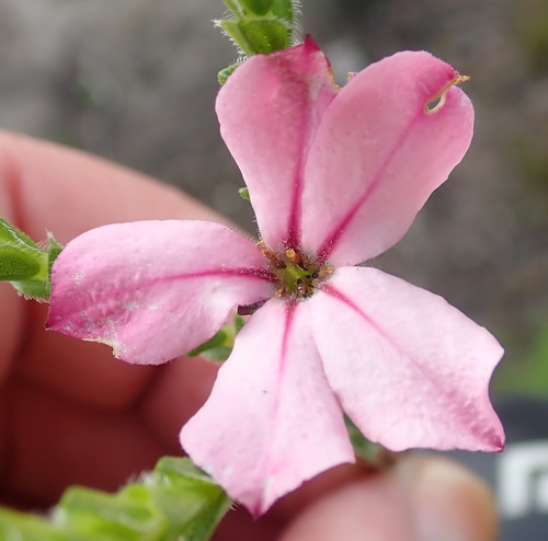 Image of Acmadenia tetragona by (c) Nicola van Berkel, some rights reserved (CC BY-SA)