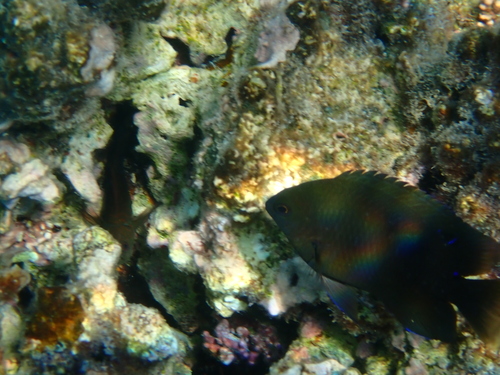 Pomacentrus aquilus observed 2024-10-16