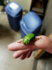 Chrysina lecontei