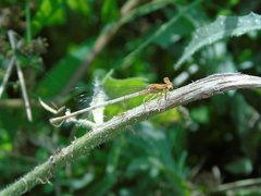 Platycnemis pennipes