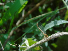 Platycnemis pennipes
