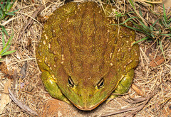African Bullfrog photo 3