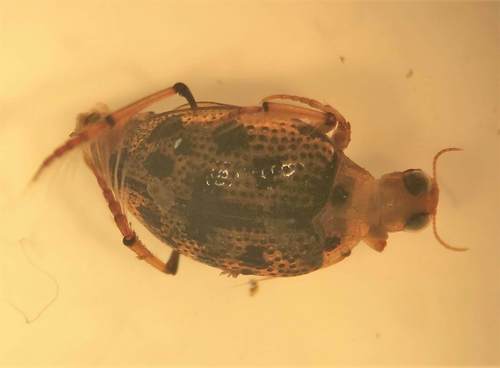 Peltodytes shermani