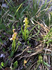 Chamorchis alpina