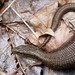 Northwestern Alligator Lizard - Photo (c) jonwagner, some rights reserved (CC BY-NC), uploaded by jonwagner