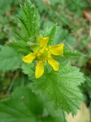 Geum macrophyllum macrophyllum