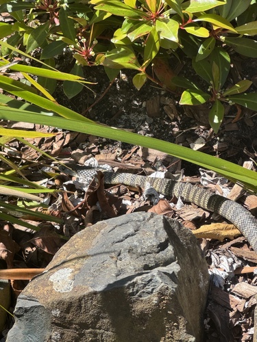 Tiger Snake sighting