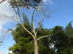 Ceiba lupuna