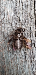 Xylocopa